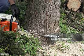  Glenn Dale, MD Tree Removal Pros