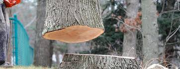 Best Firewood Processing and Delivery  in Glenn Dale, MD