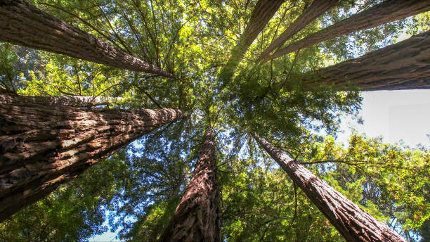 Best Tree Health Inspection  in Glenn Dale, MD