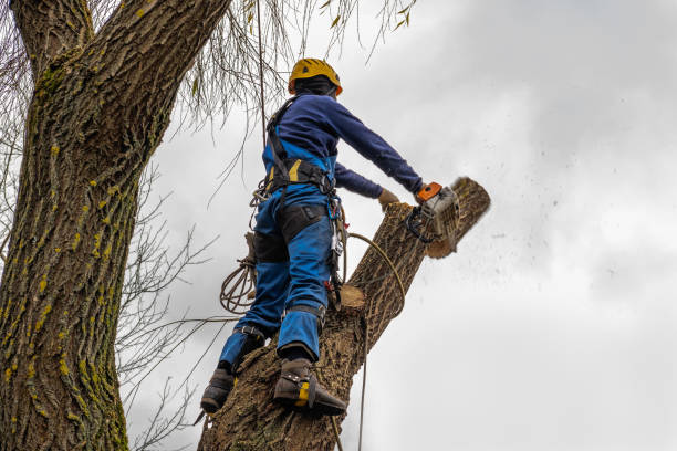 Best Emergency Tree Removal  in Glenn Dale, MD