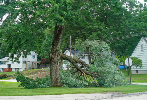 Best Tree Disease Treatment  in Glenn Dale, MD
