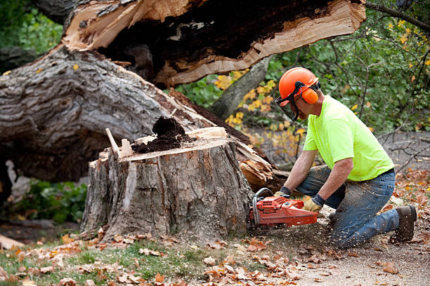Best Fruit Tree Pruning  in Glenn Dale, MD